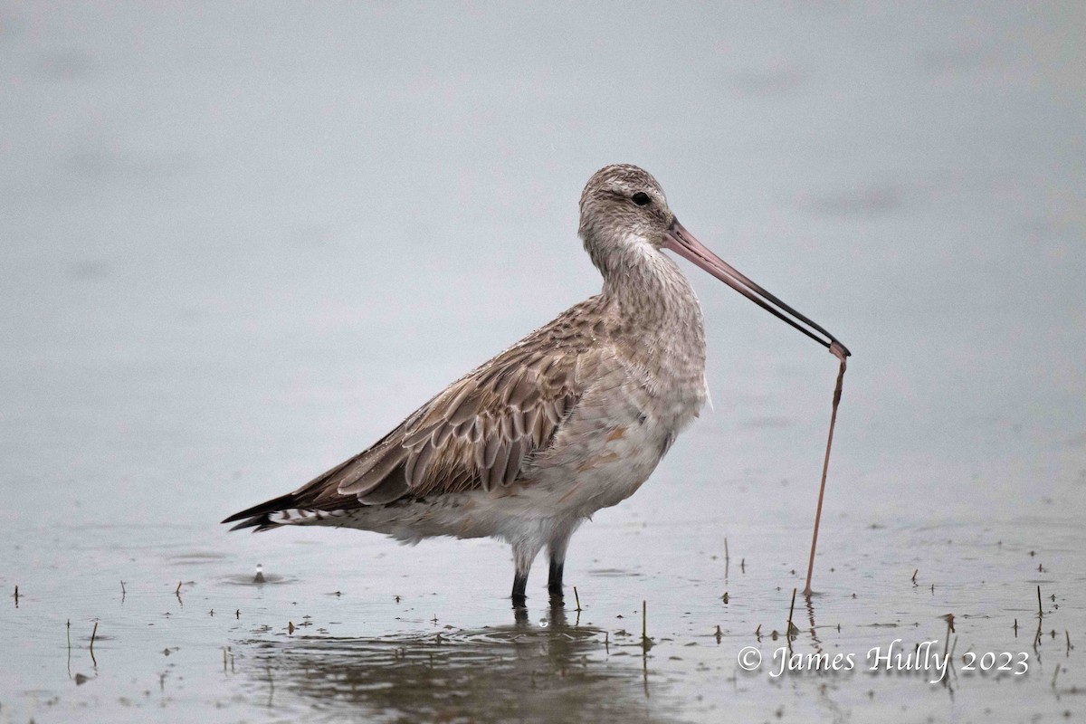 Bar-tailed Godwit - ML636044796
