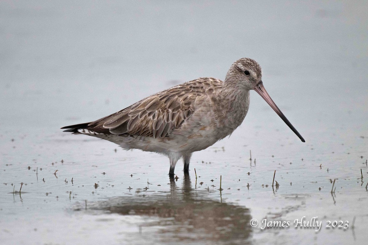 Bar-tailed Godwit - ML636044799