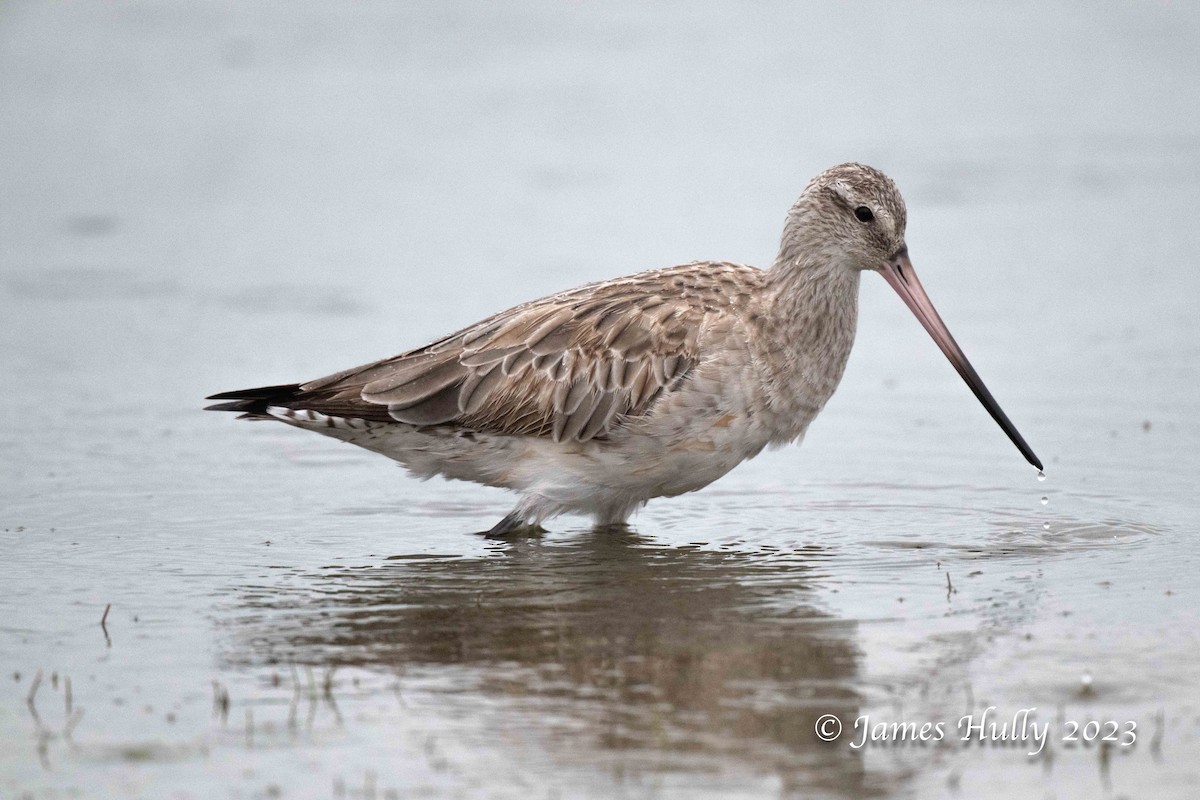 Bar-tailed Godwit - ML636044800