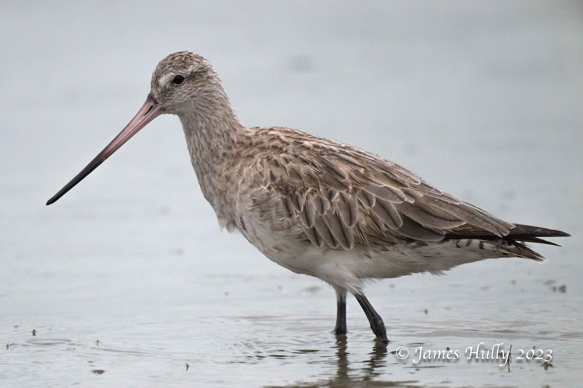 Bar-tailed Godwit - ML636044801