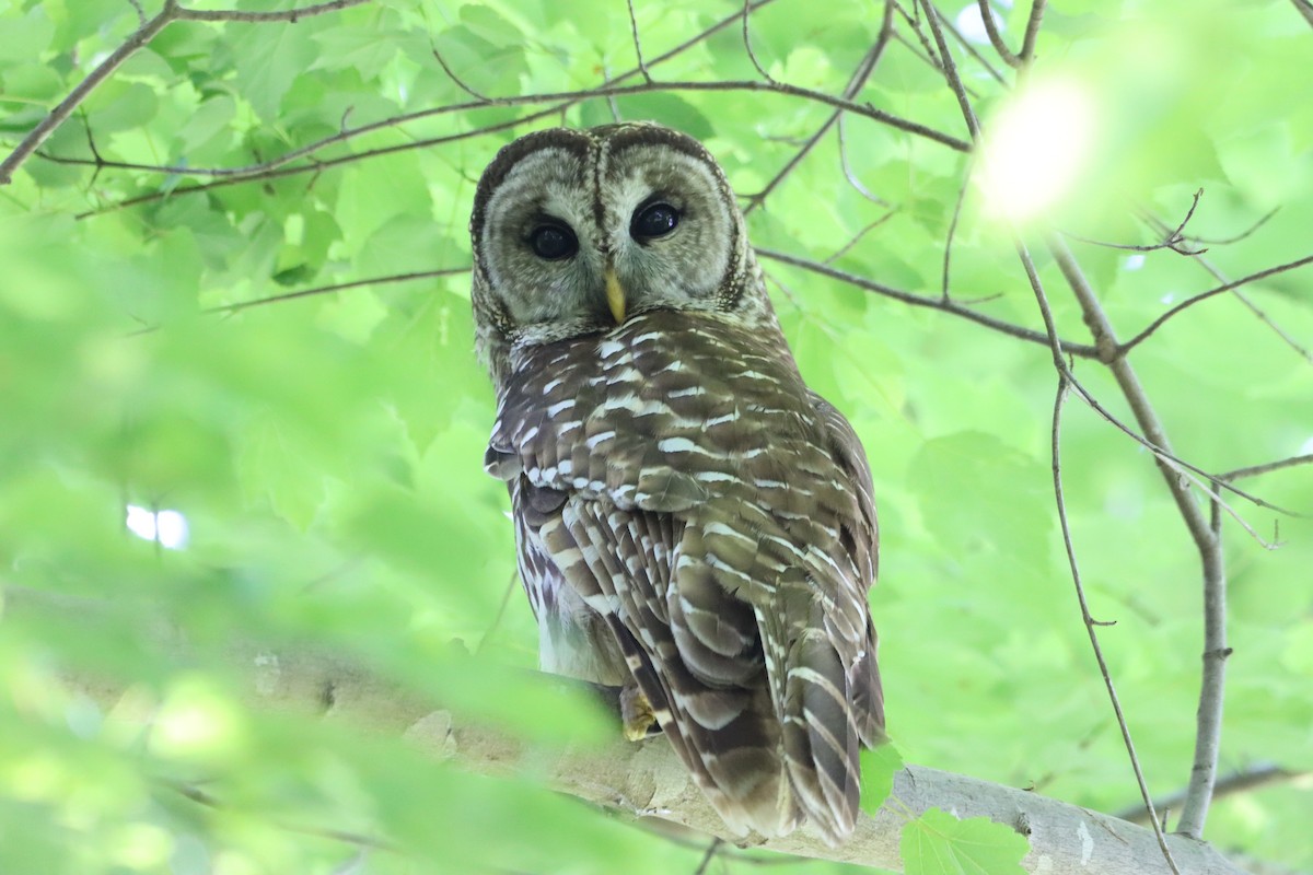 Barred Owl - ML636044925