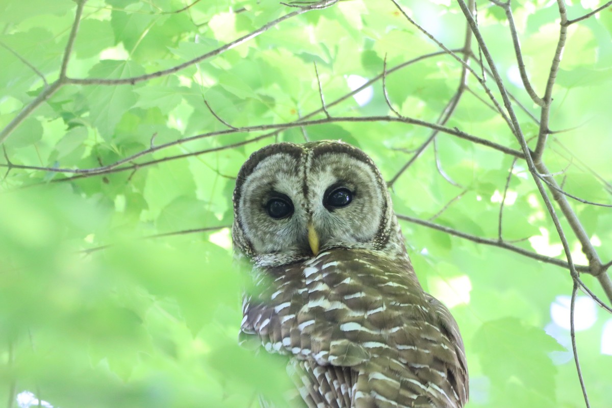 Barred Owl - ML636044926
