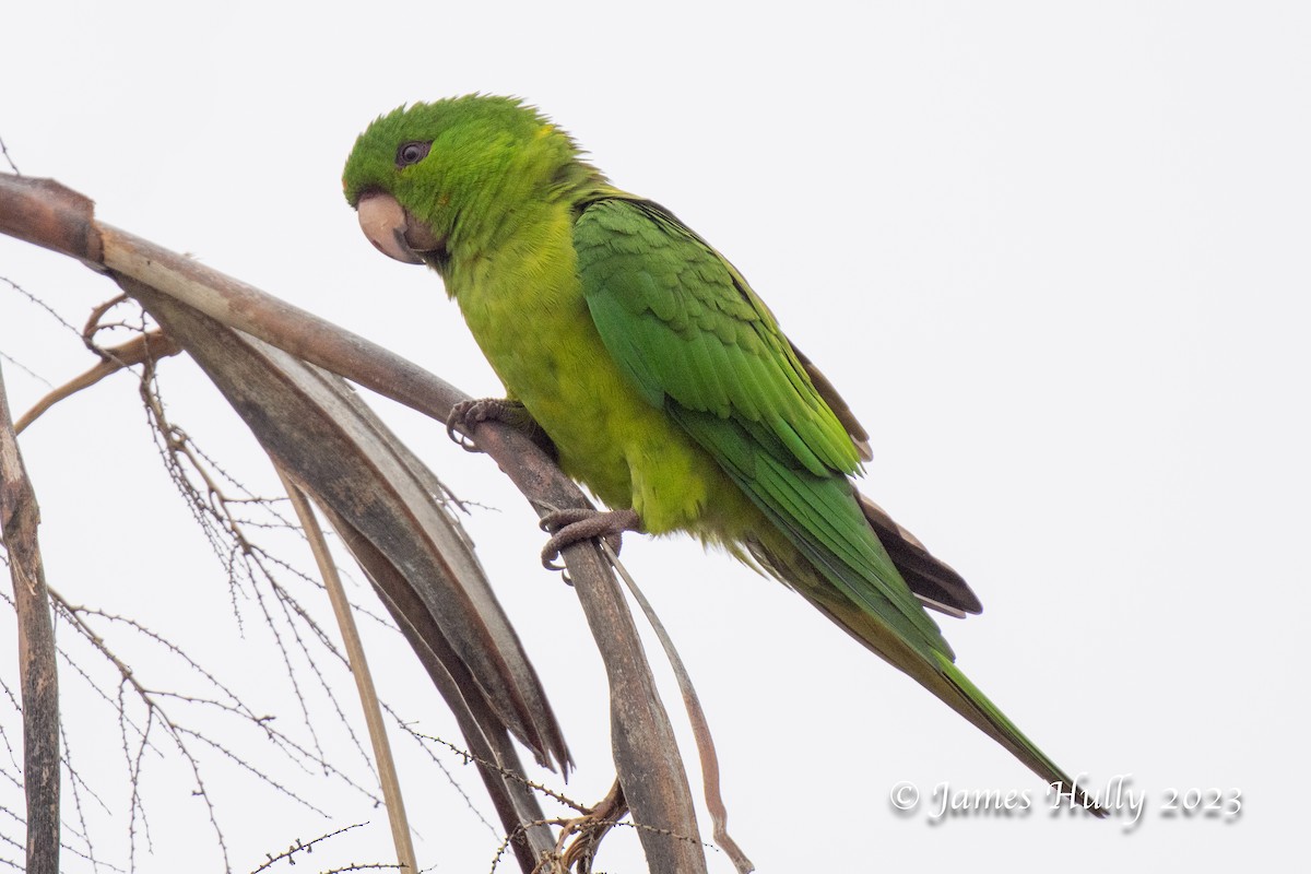 Green Parakeet - ML636044929