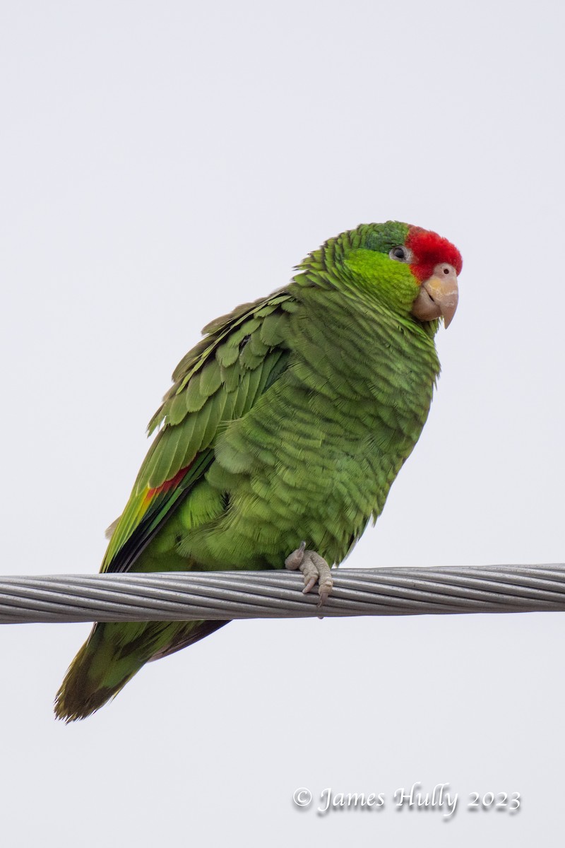 Red-crowned Amazon - ML636045117
