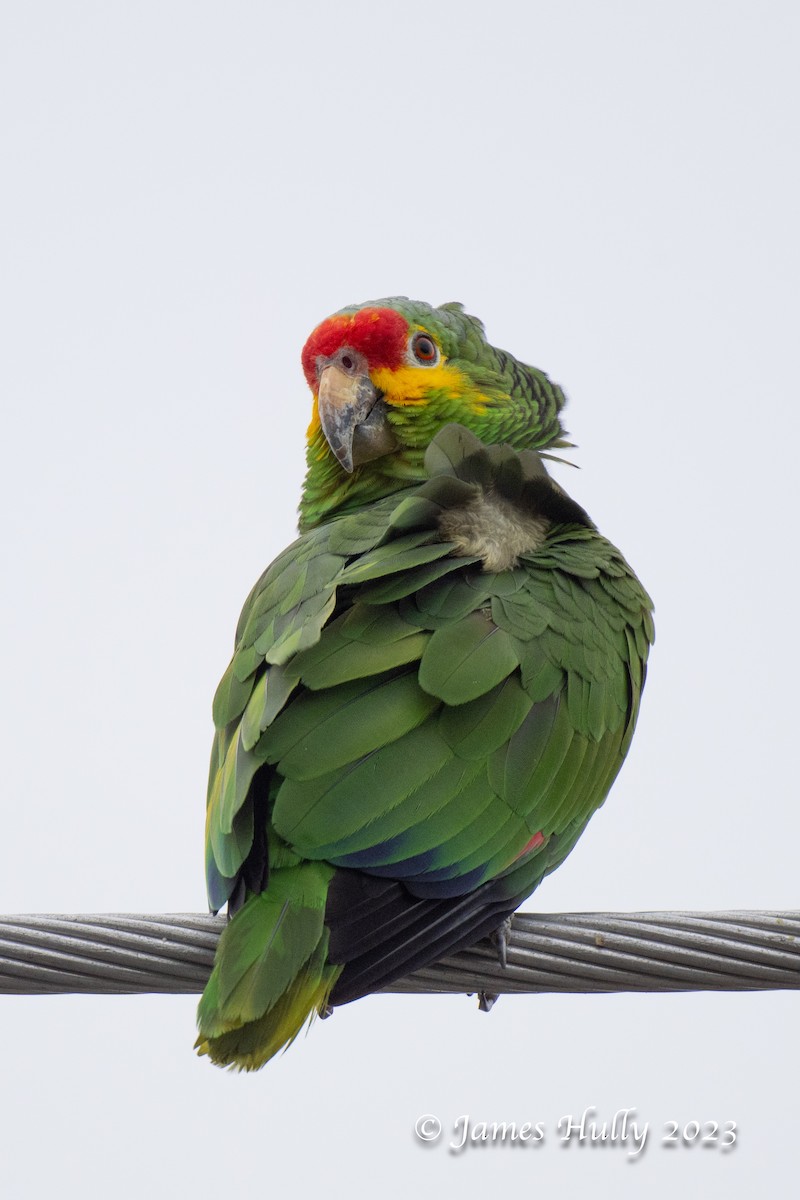 Red-lored Amazon - ML636045126