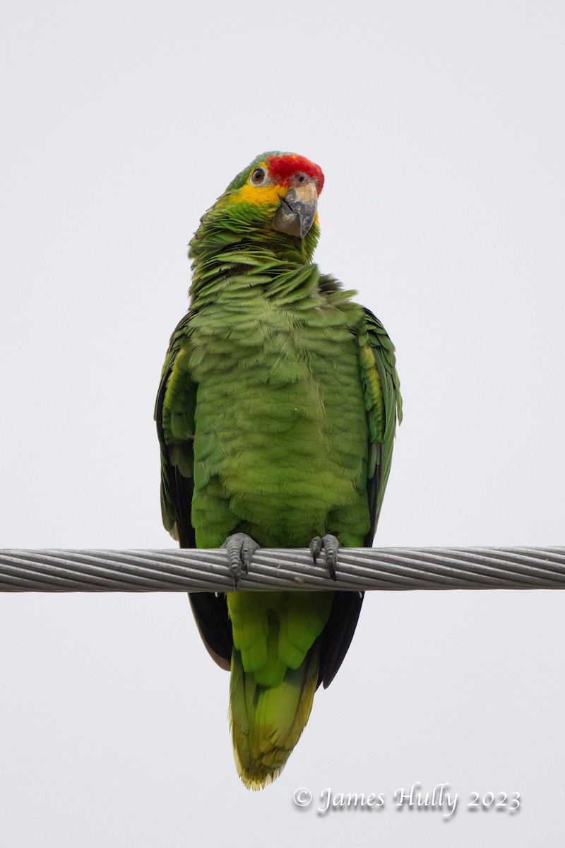 Red-lored Amazon - ML636045135