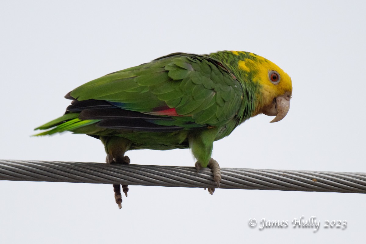 Yellow-headed Amazon - ML636045143