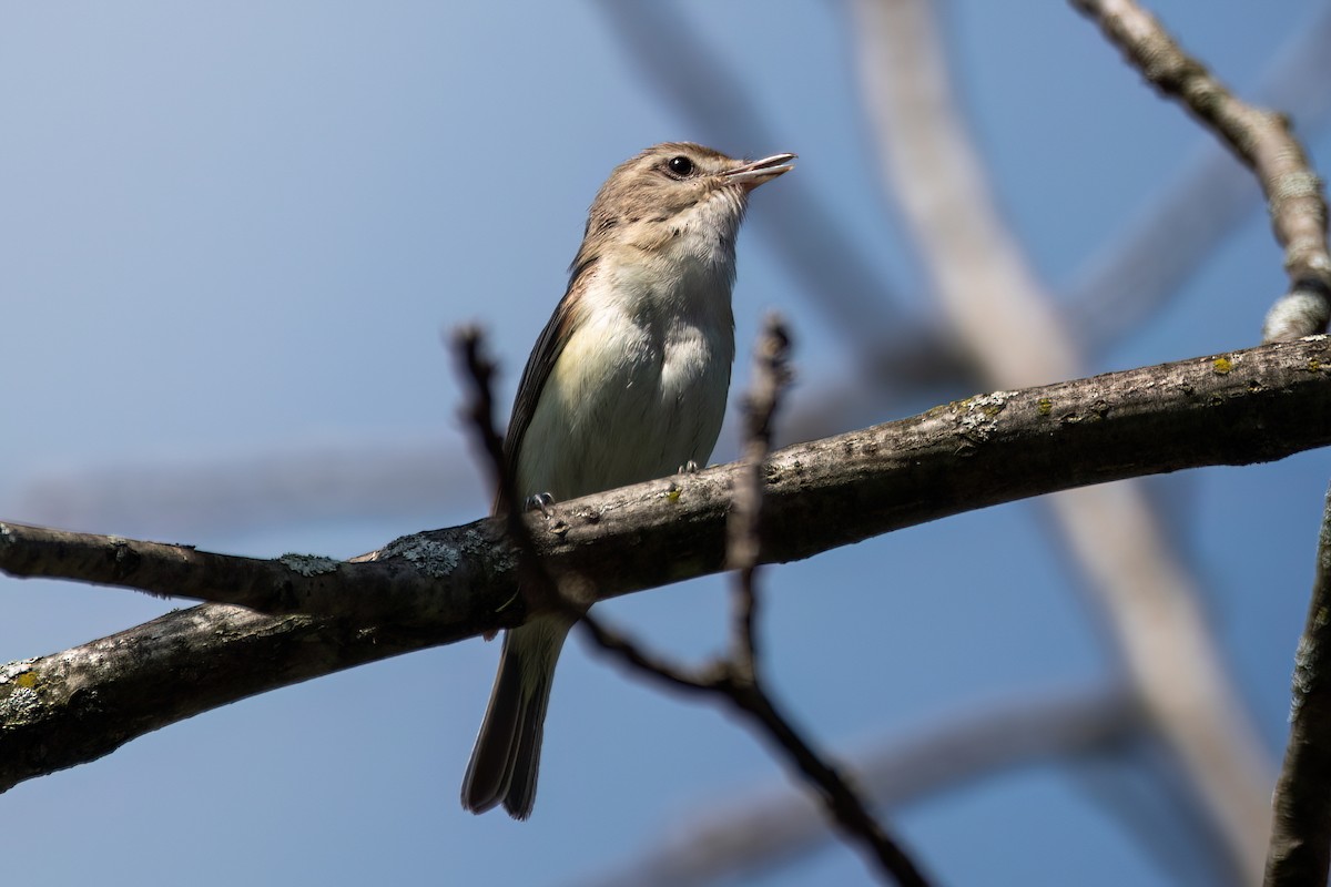Warbling Vireo - ML636045153