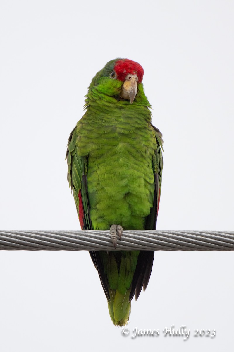 Red-crowned Amazon - ML636045167
