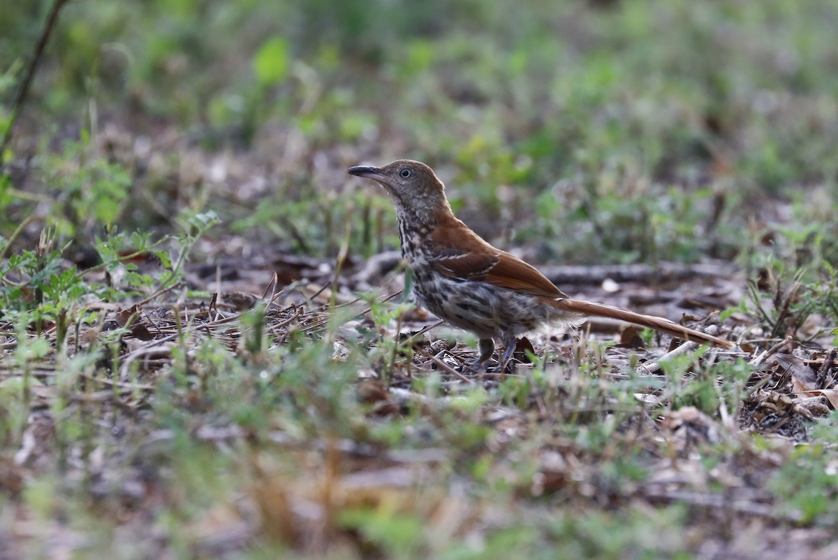 brunspottefugl - ML636045192
