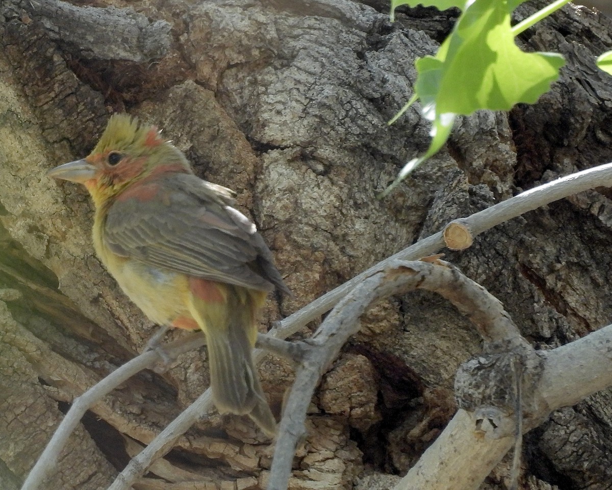 Summer Tanager - ML636045195
