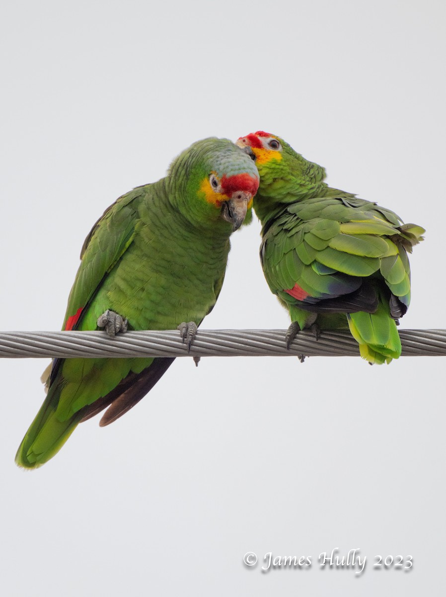 Red-lored Amazon - ML636045196