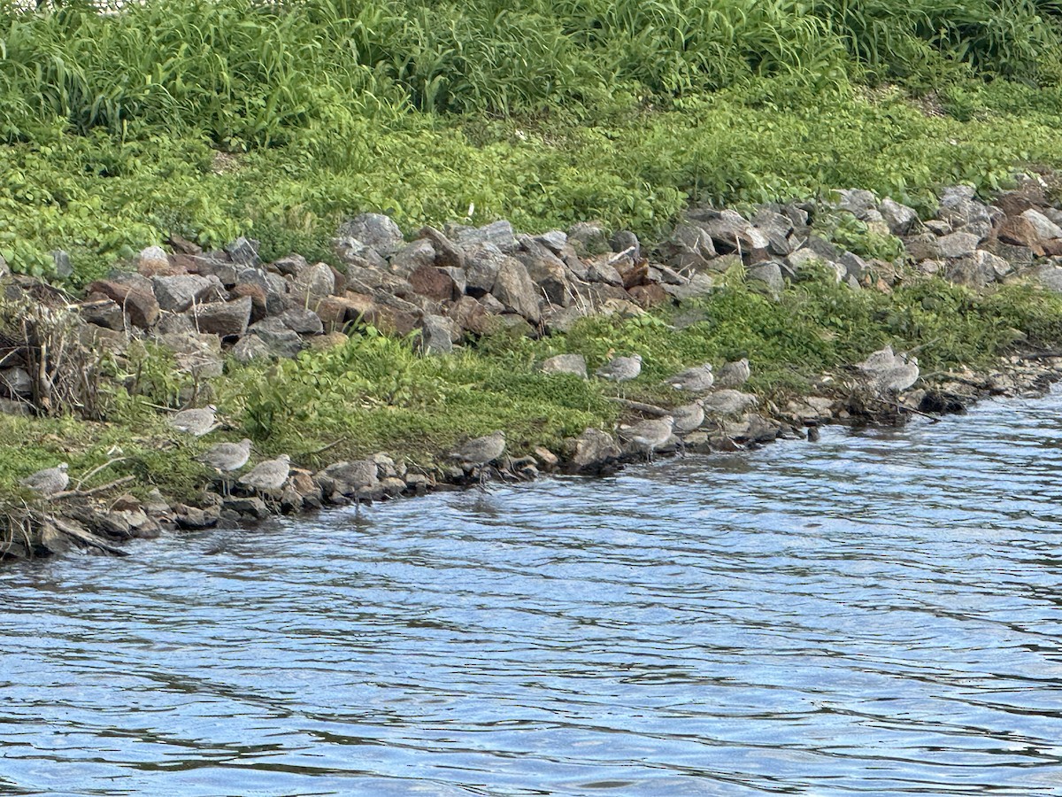 Willet - ML636045208