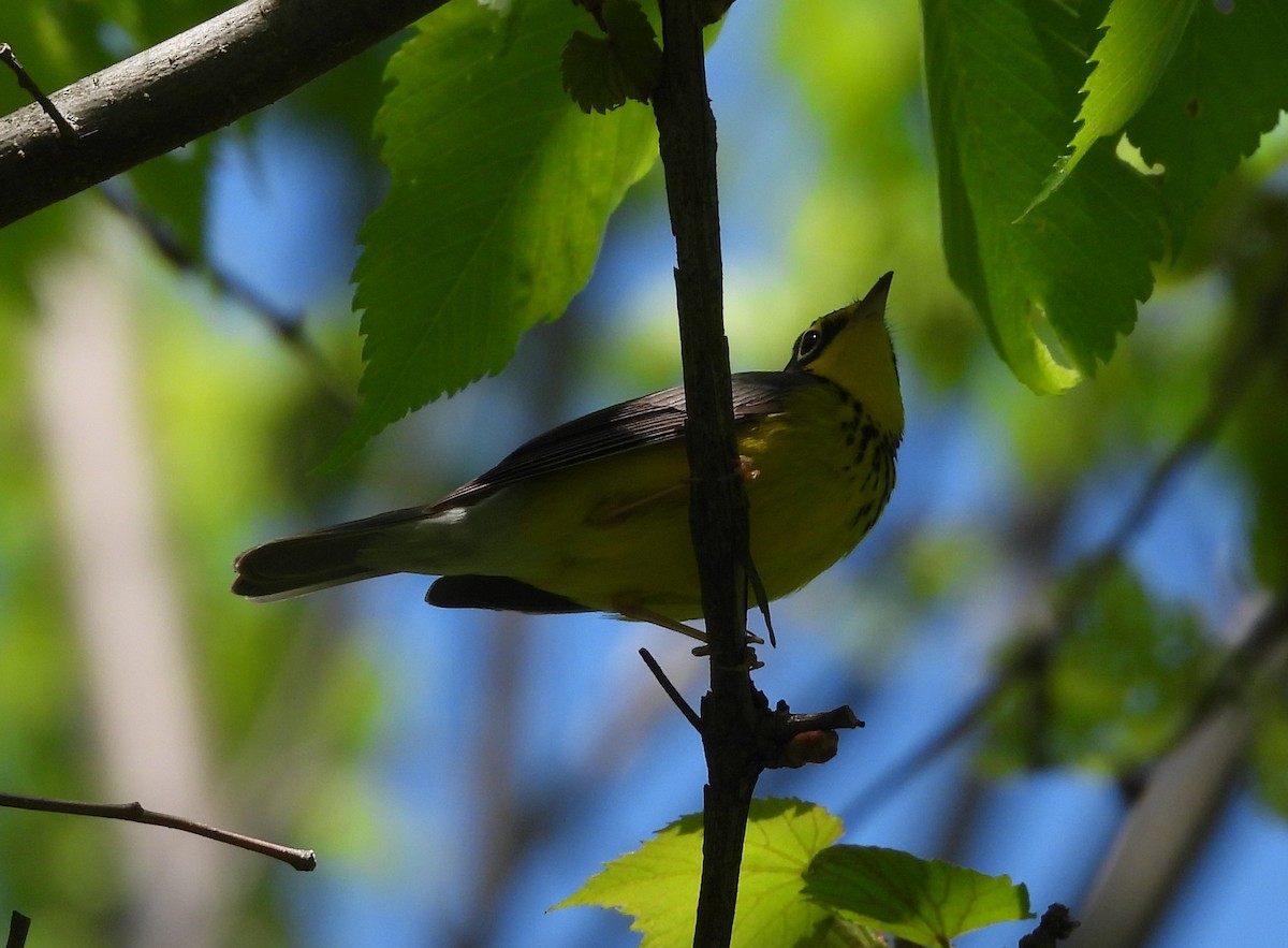 Paruline du Canada - ML636045209