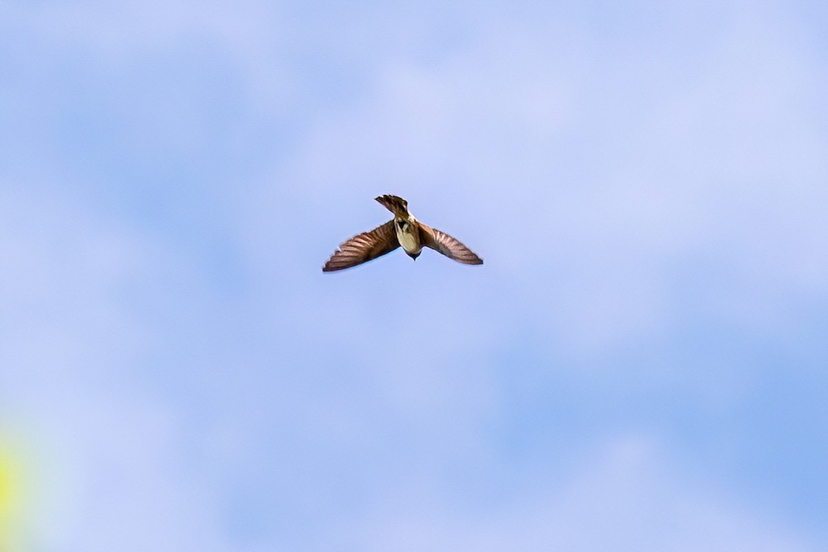 Cliff Swallow - ML636045214