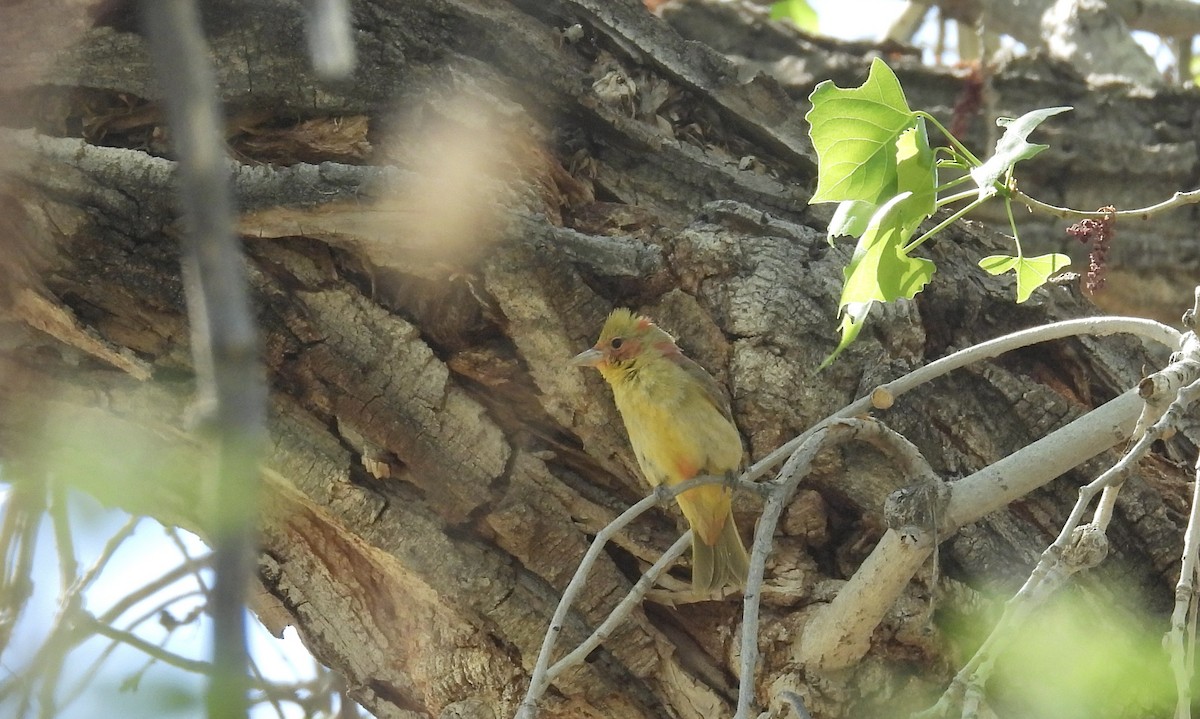 Summer Tanager - ML636045224