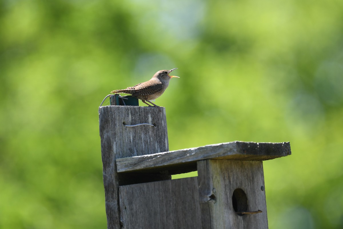 Northern House Wren - ML636045263