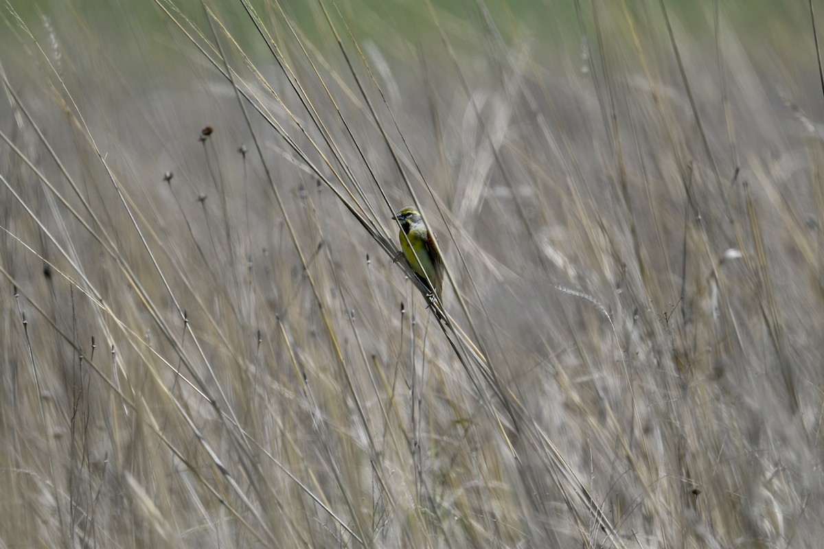 Dickcissel - ML636045280