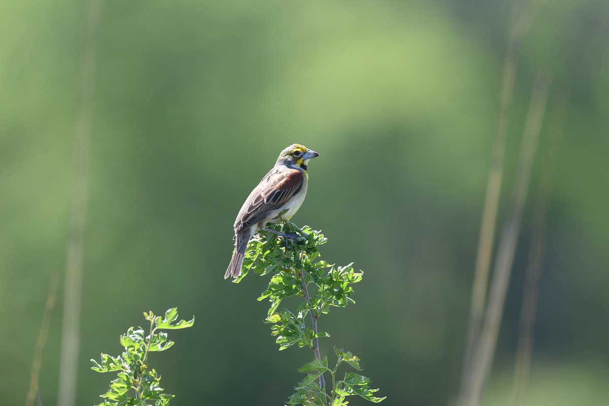 Dickcissel - ML636045284