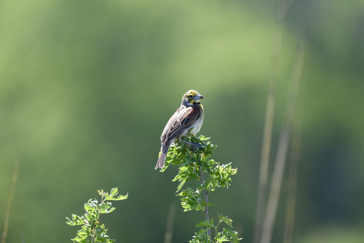 Dickcissel - ML636045287