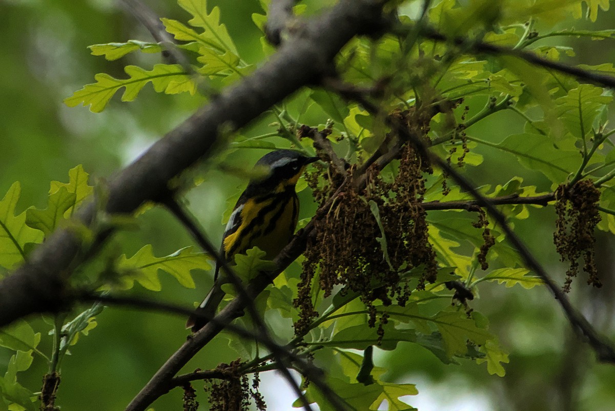 Magnolia Warbler - ML636045319