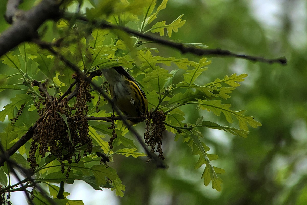 Magnolia Warbler - ML636045323
