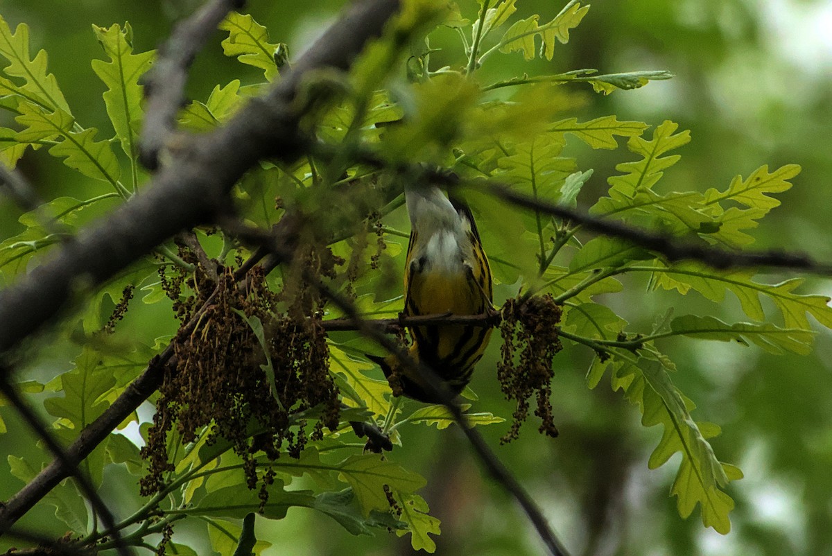 Magnolia Warbler - ML636045325