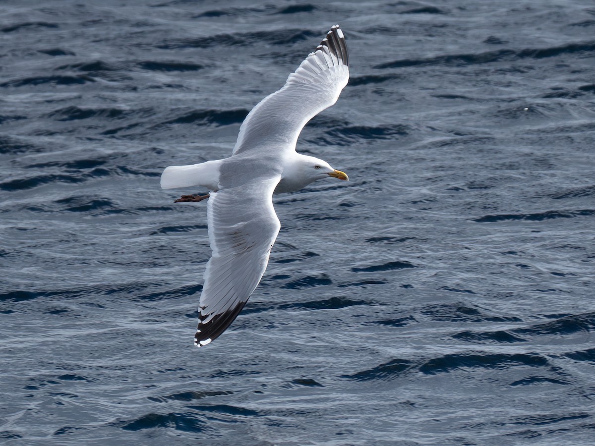 gråmåke - ML636045382