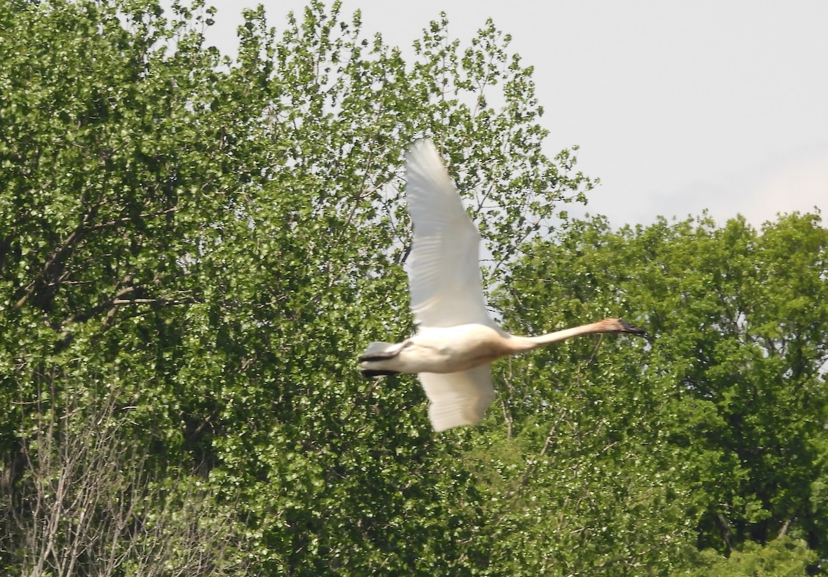 Trumpeter Swan - ML636045481