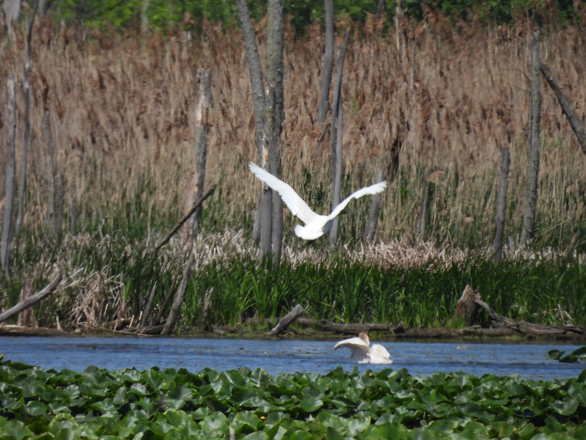 Trumpeter Swan - ML636045519