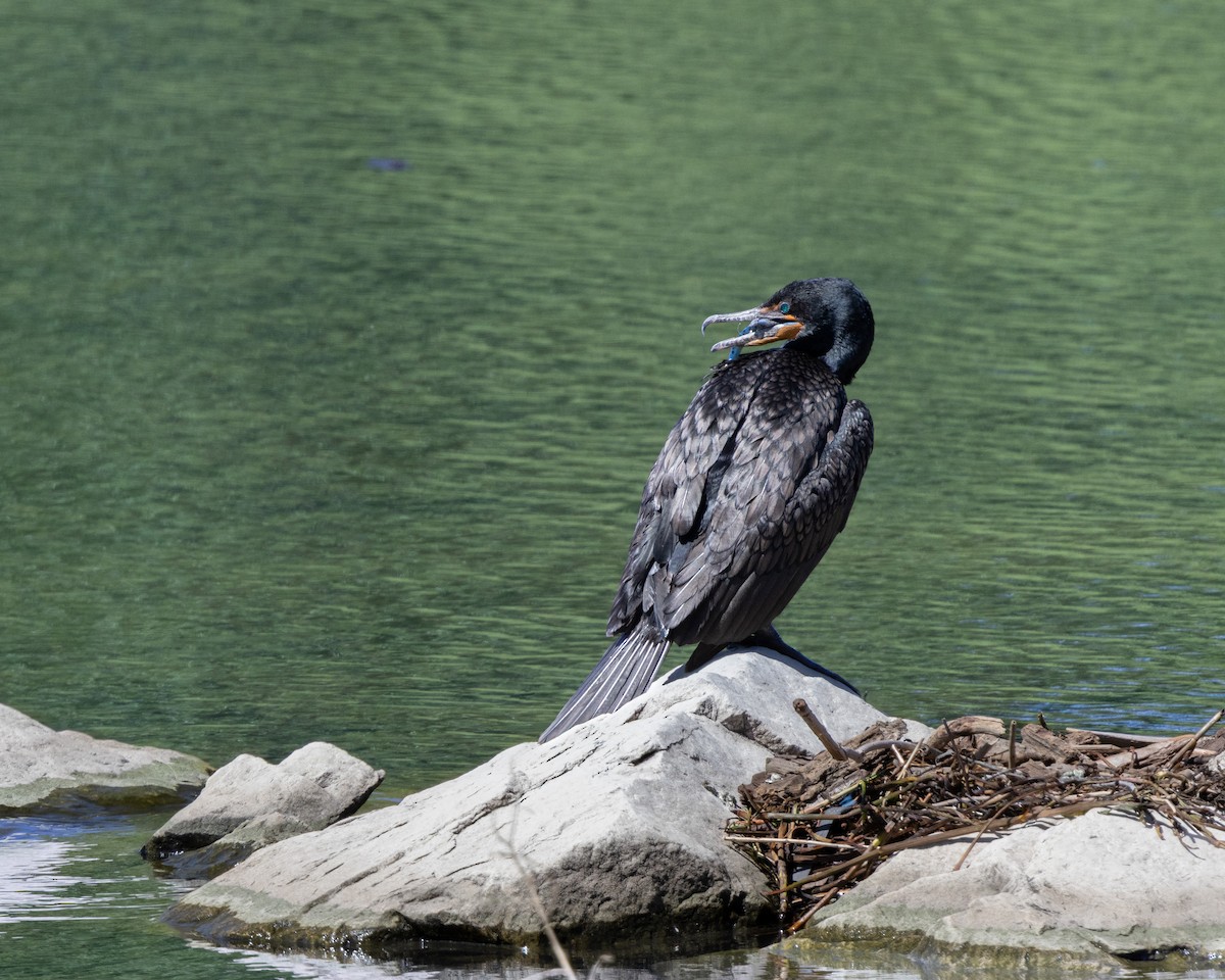 Cormoran à aigrettes - ML636045520