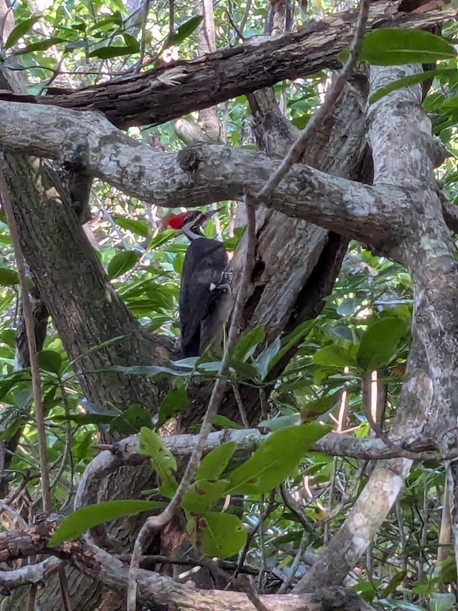 Pileated Woodpecker - ML636045541