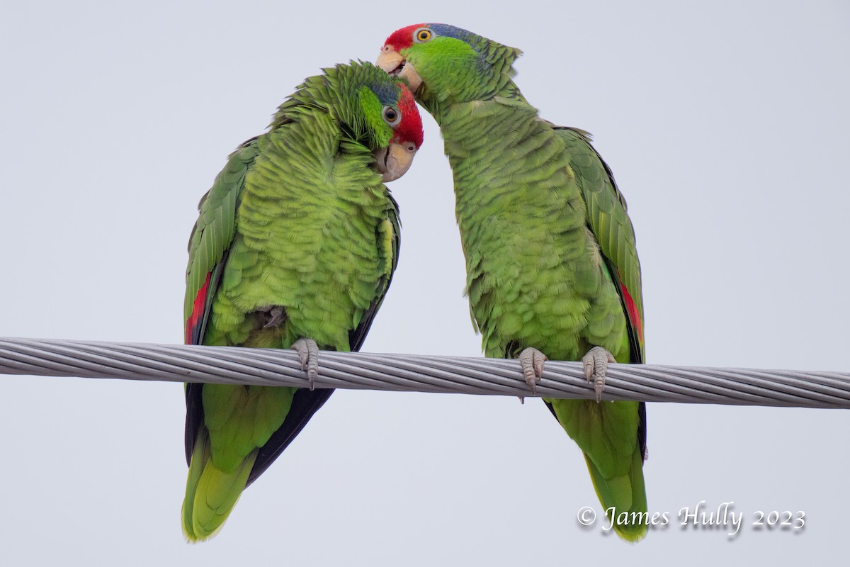 Red-crowned Amazon - ML636045640