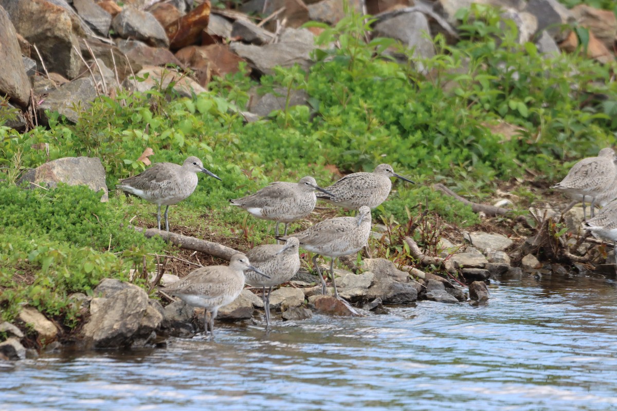 Willet - ML636045808