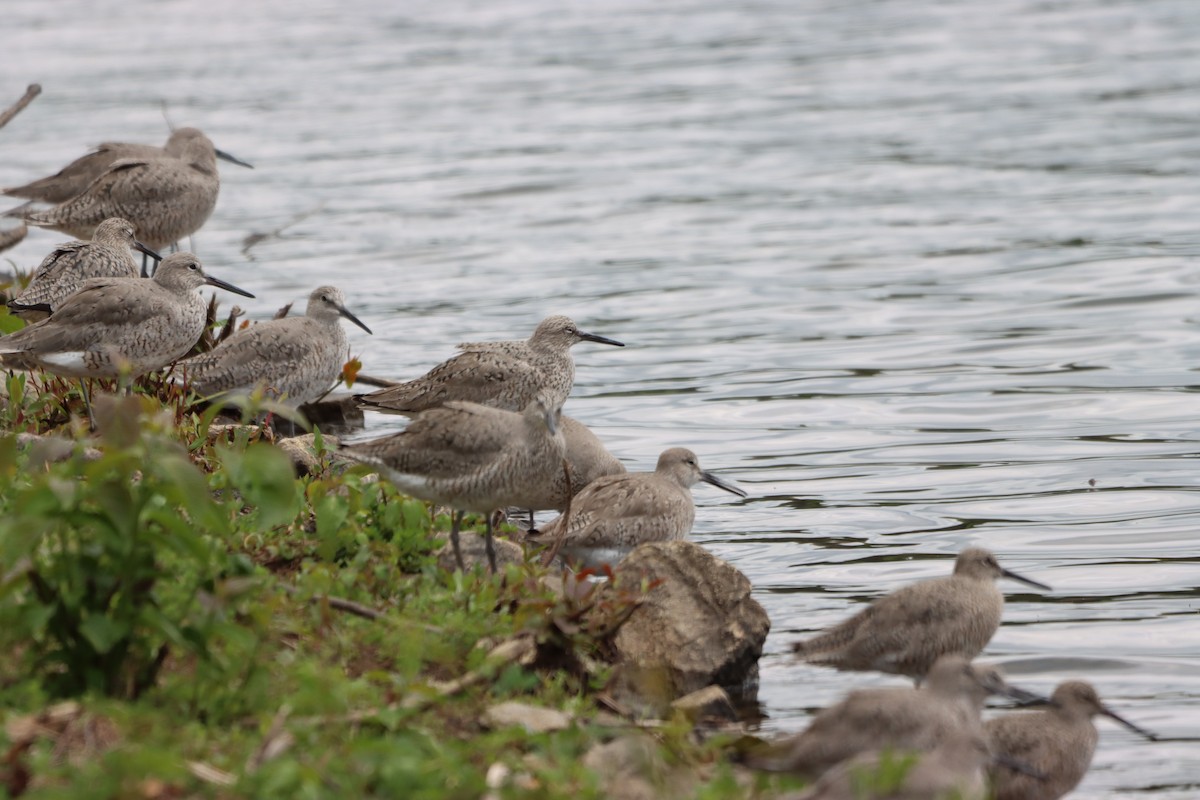 Willet - ML636045809