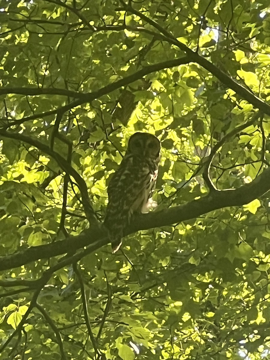Barred Owl - ML636045961