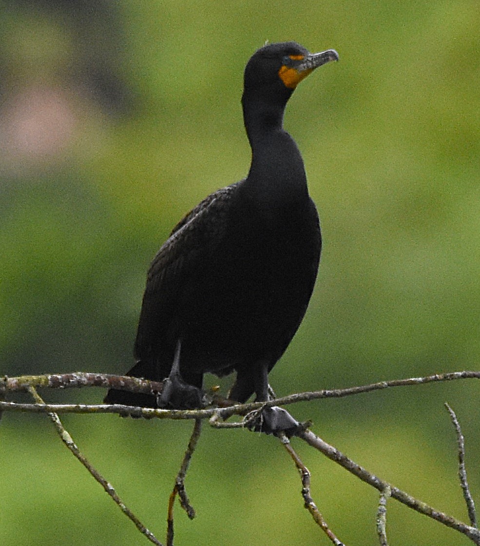 Cormoran à aigrettes - ML636046034