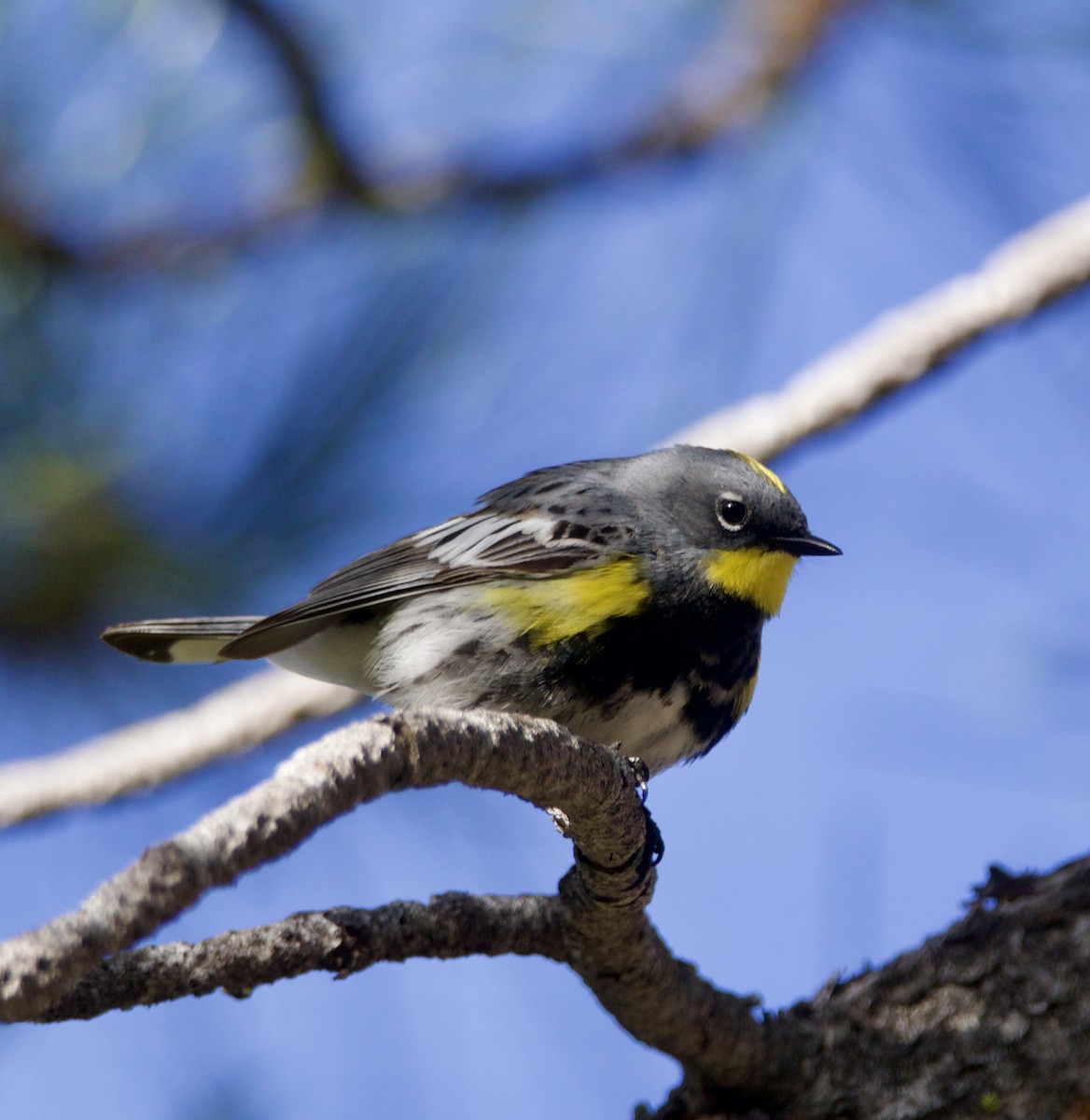 Пісняр-лісовик жовтогузий - ML636046039