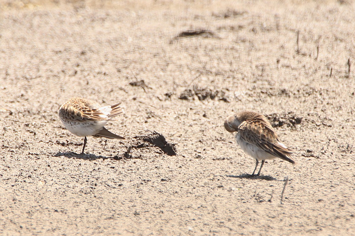 White-rumped Sandpiper - ML636046091