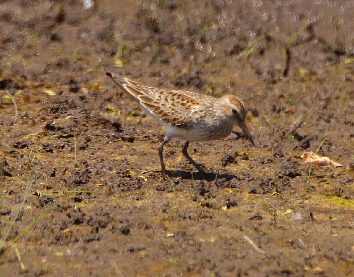 shorebird sp. - ML636046114