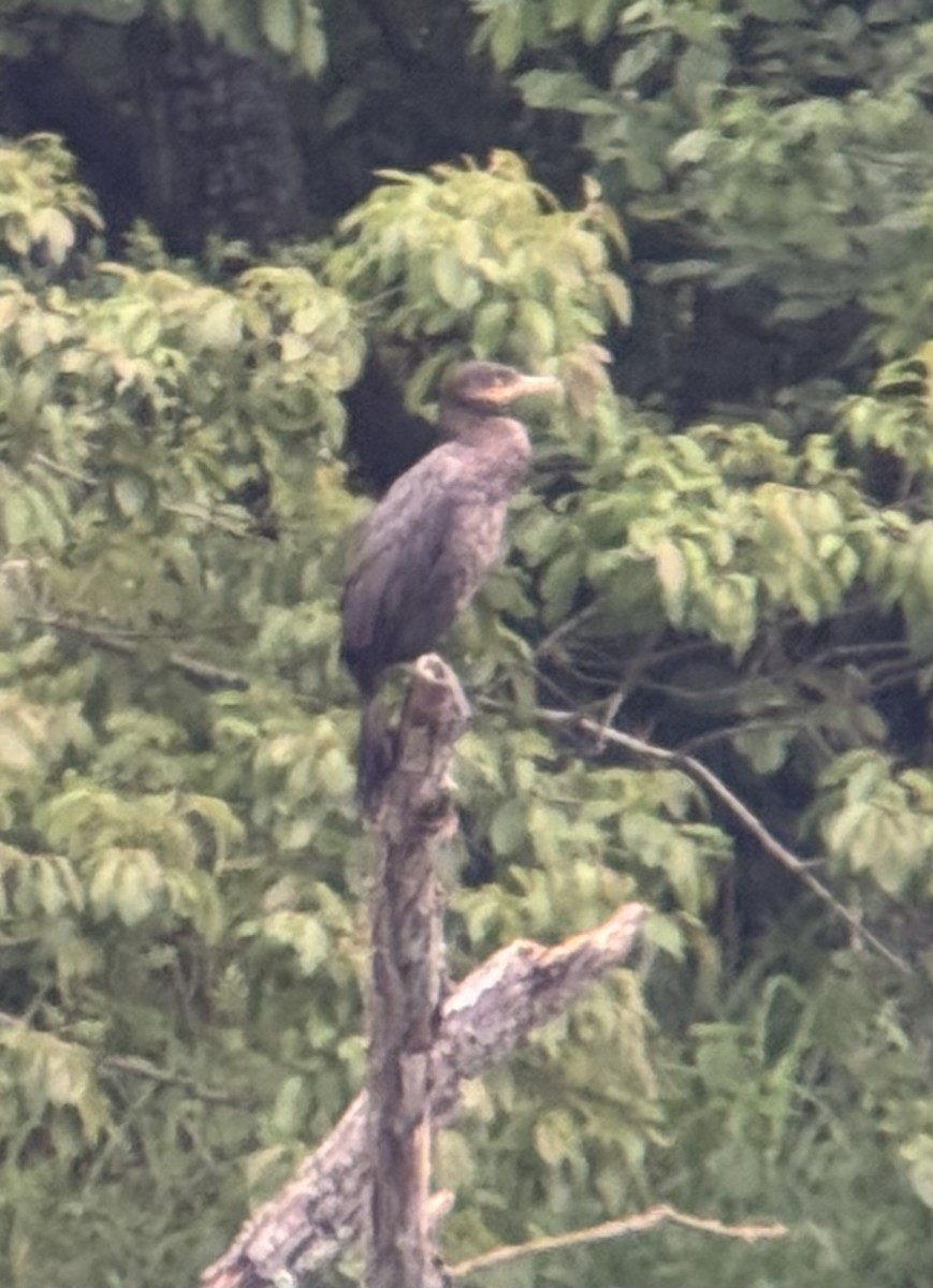 Neotropic Cormorant - ML636046147