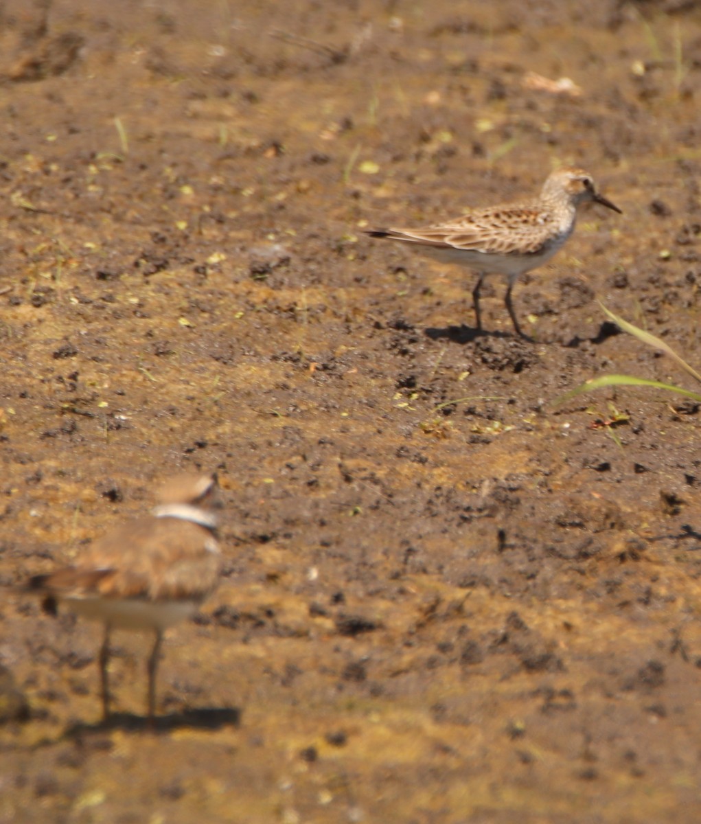 shorebird sp. - ML636046156