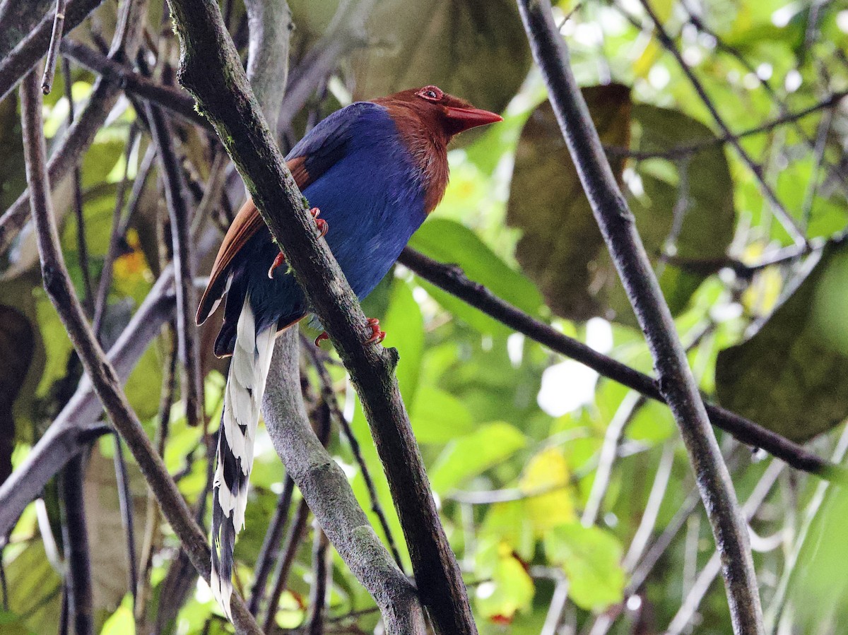 Sri Lanka Blue-Magpie - ML636046178