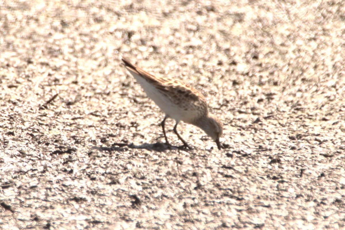 shorebird sp. - ML636046202