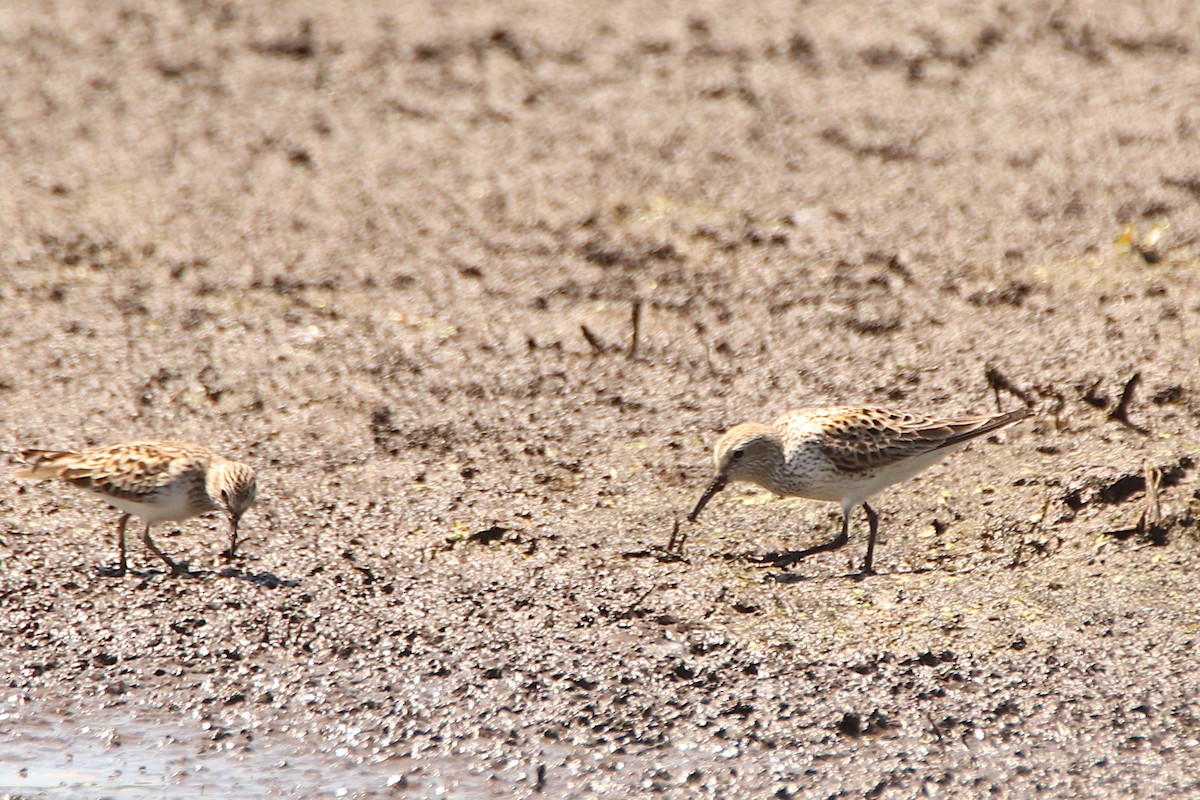 shorebird sp. - ML636046203