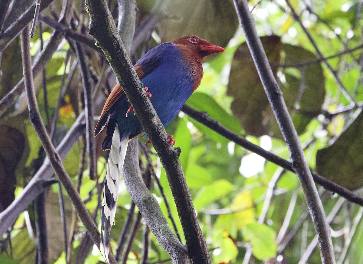 Sri Lanka Blue-Magpie - ML636046228