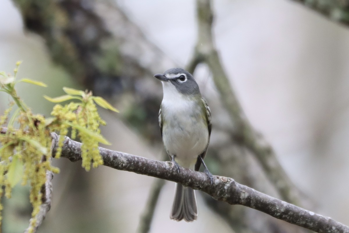 Blue-headed Vireo - ML636046262