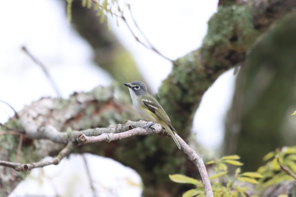 Blue-headed Vireo - ML636046263
