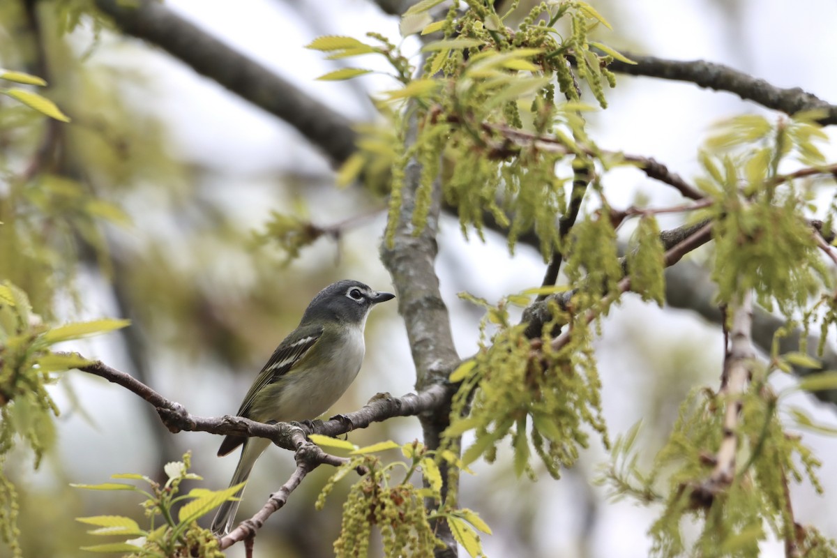 Blue-headed Vireo - ML636046264
