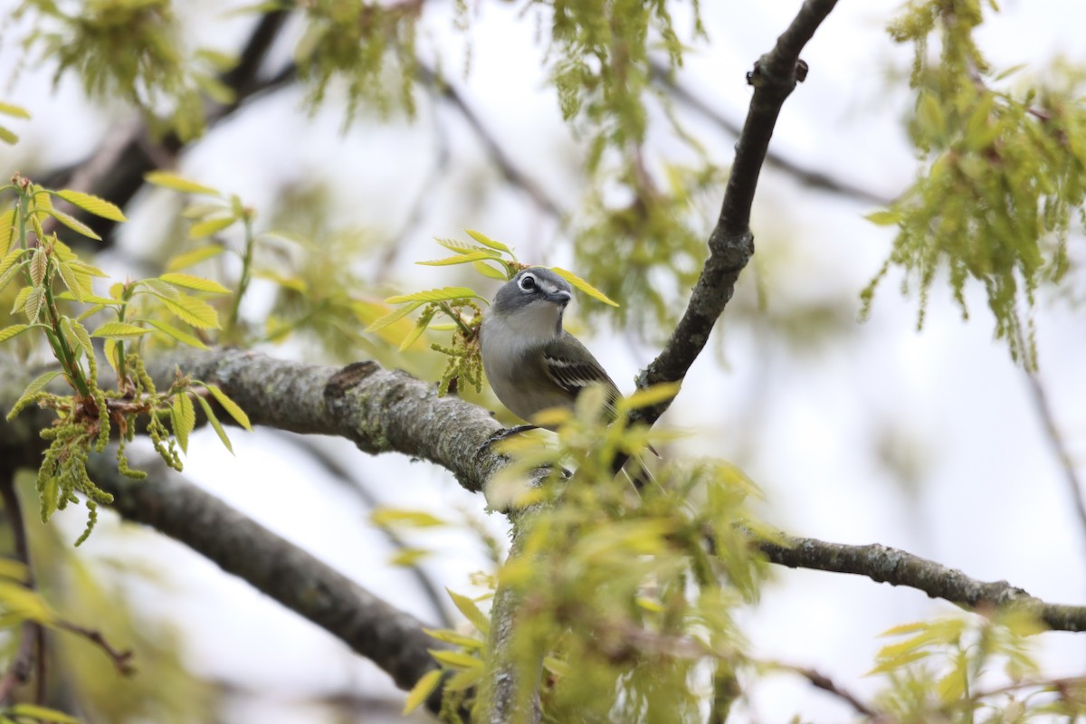 Blue-headed Vireo - ML636046265